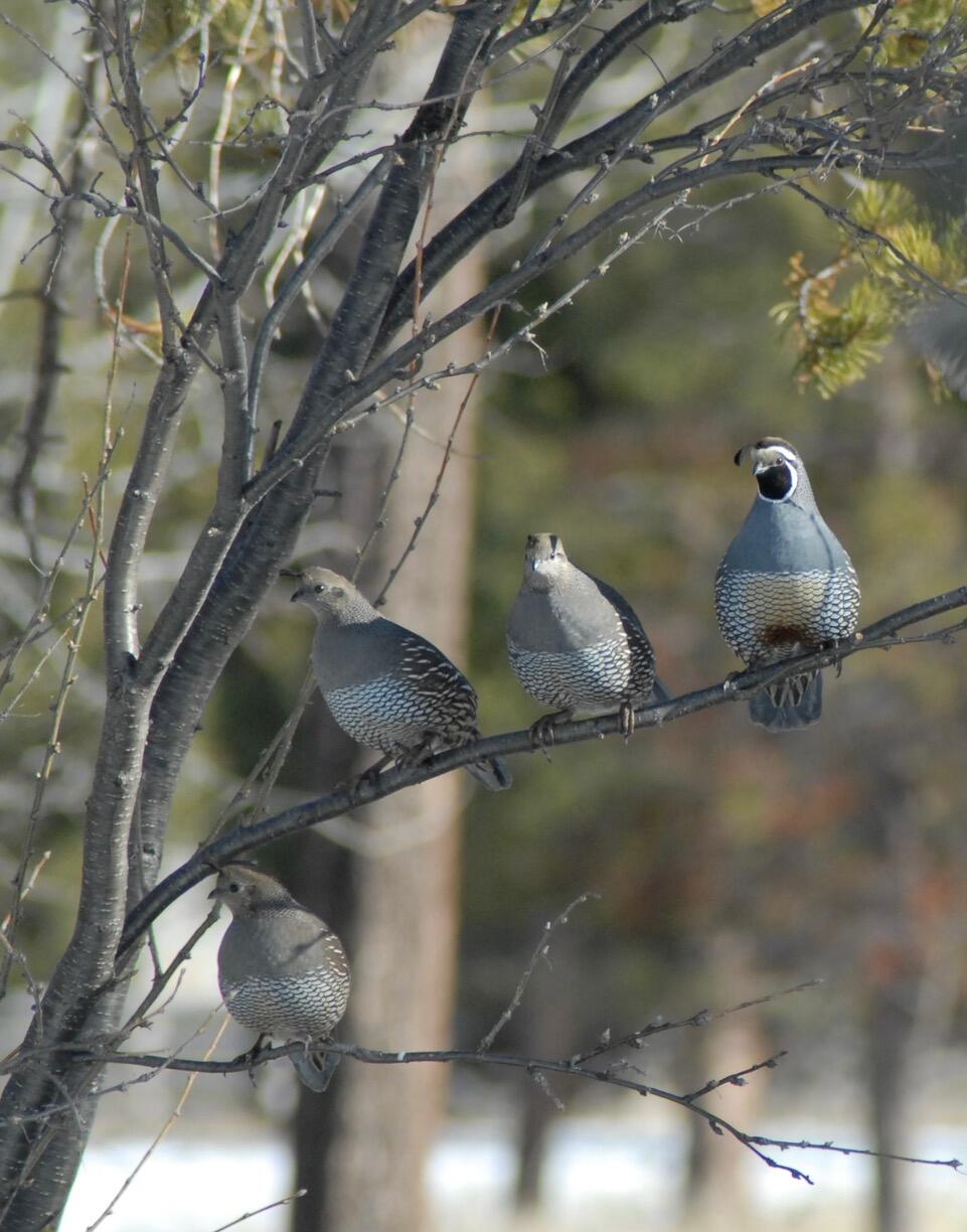 Blissful Acres - Residential