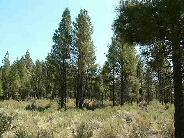 Sprague River - Land