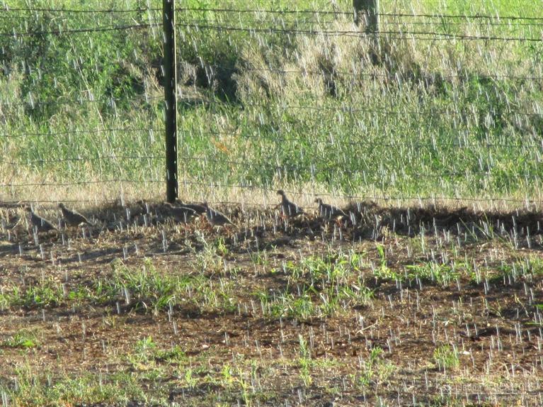 Madras - Residential