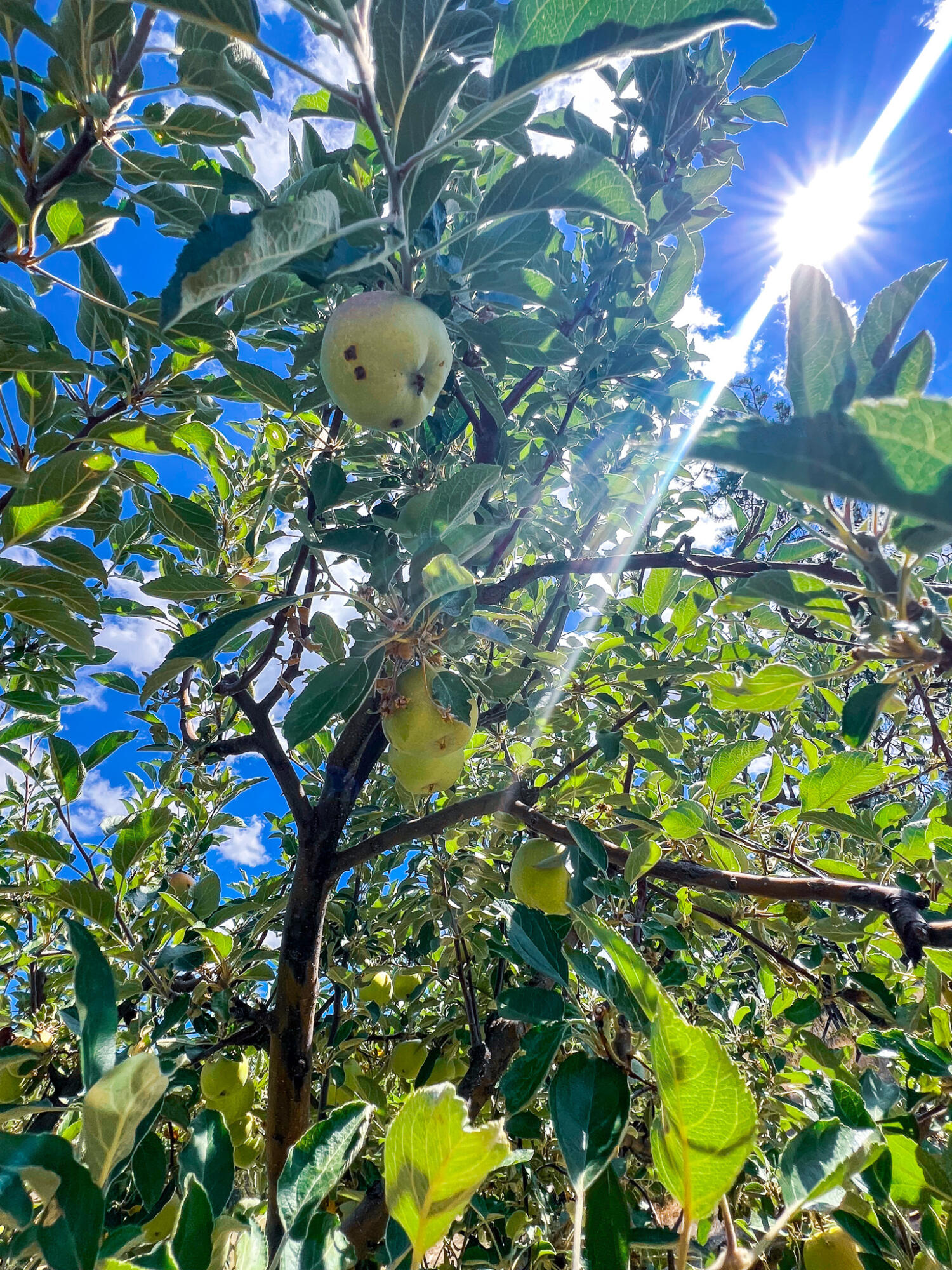Edgewood Terrace - Residential