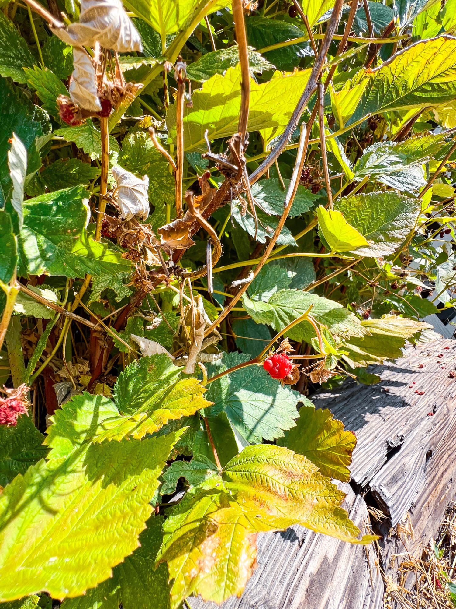 Edgewood Terrace - Residential