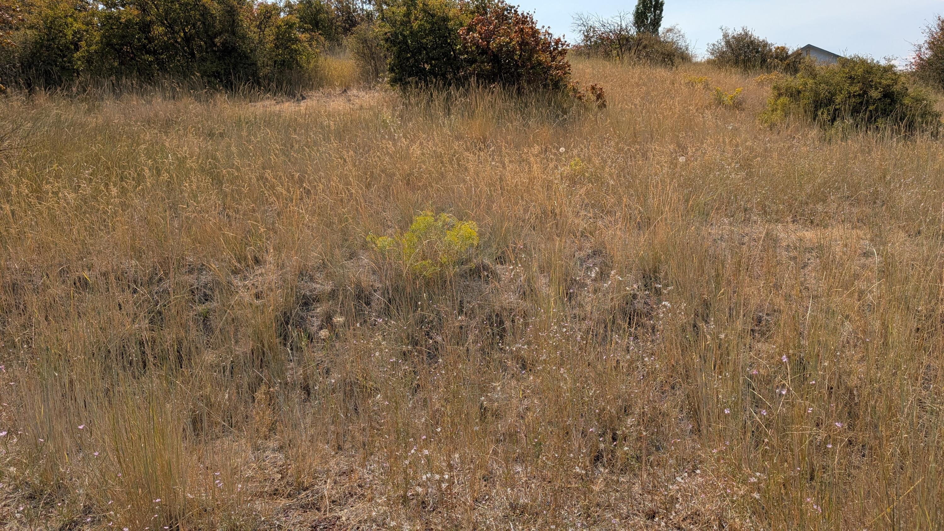 Oregon Shores - Land