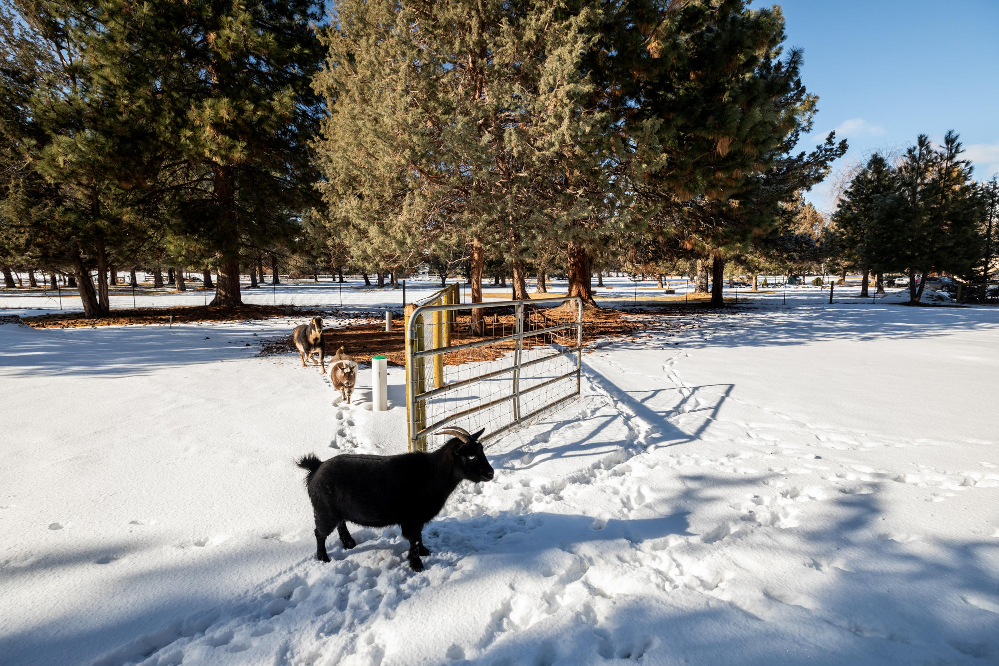 Horseshoe Acres - Residential