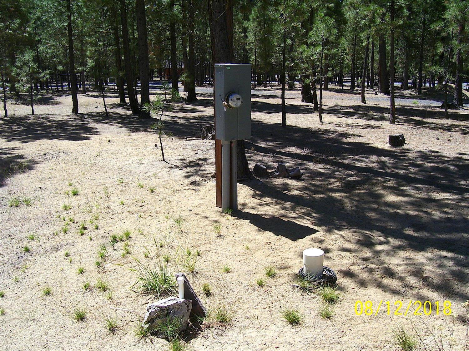 Ponderosa Pines - Land