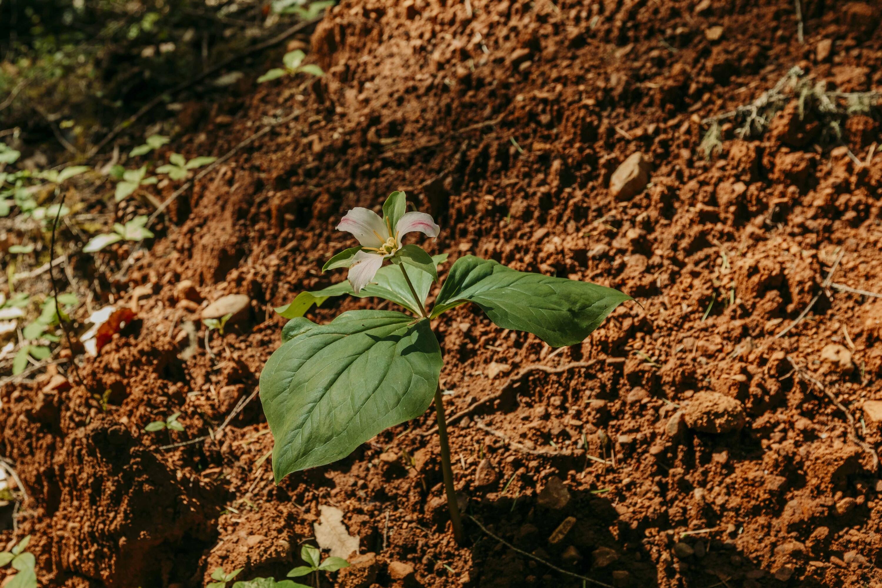 Harbeck Place (1900) Subdivision - Land