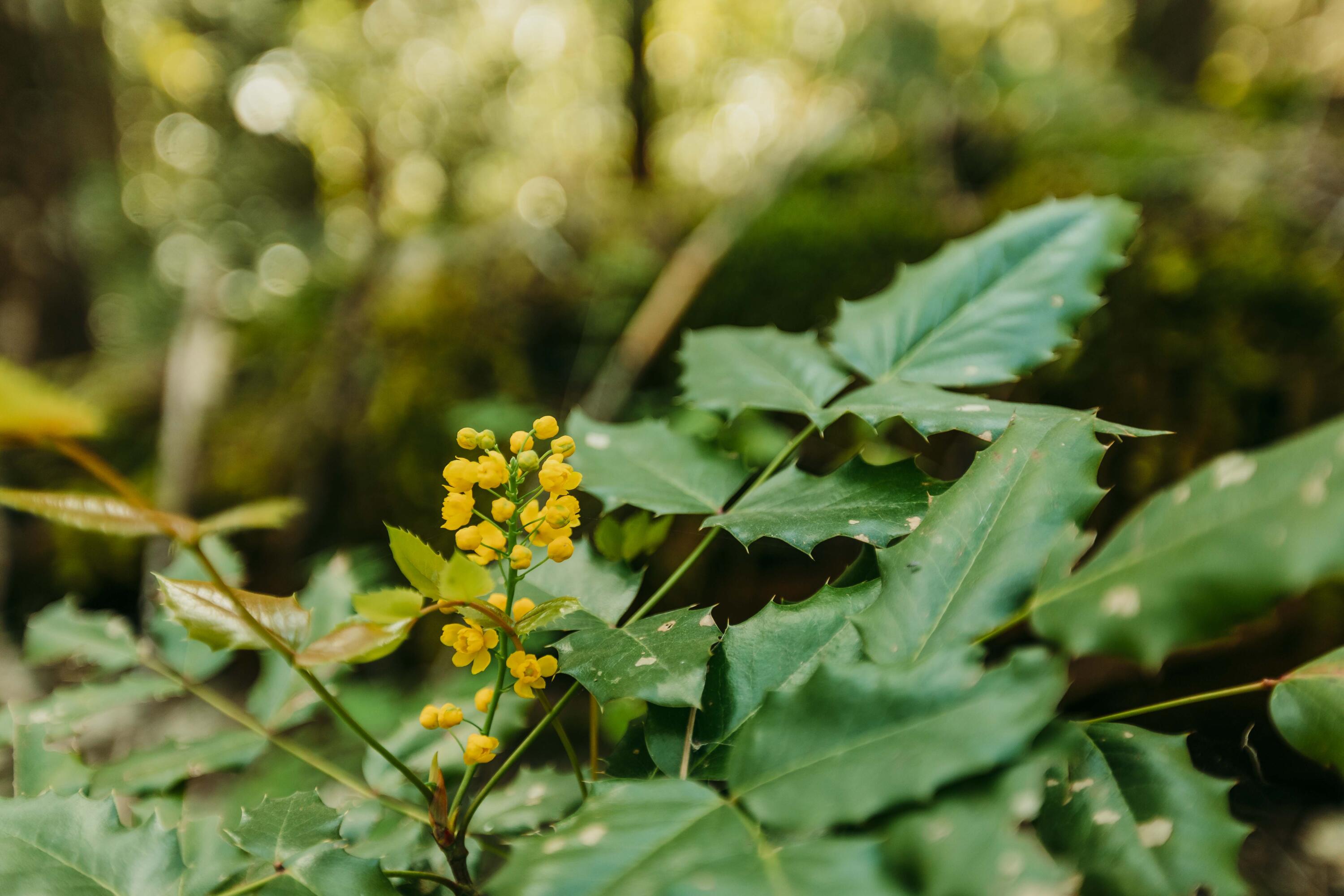 Harbeck Place (1900) Subdivision - Land