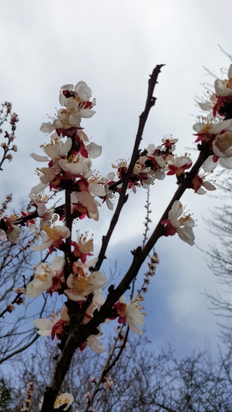 Williams - Residential