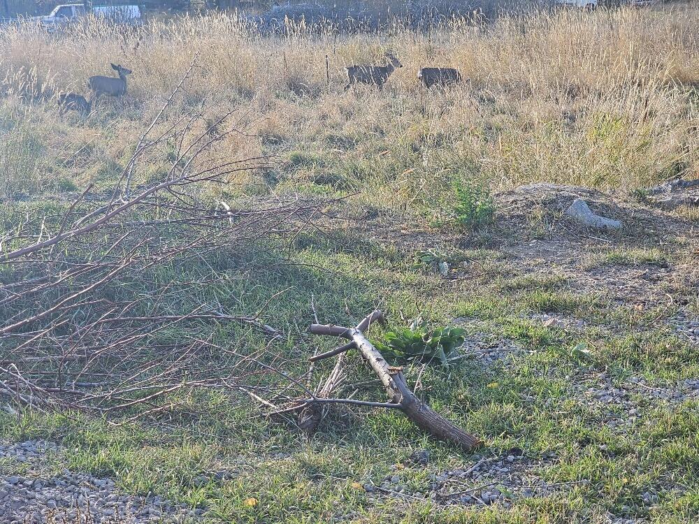 Lake Shore Gardens - Land