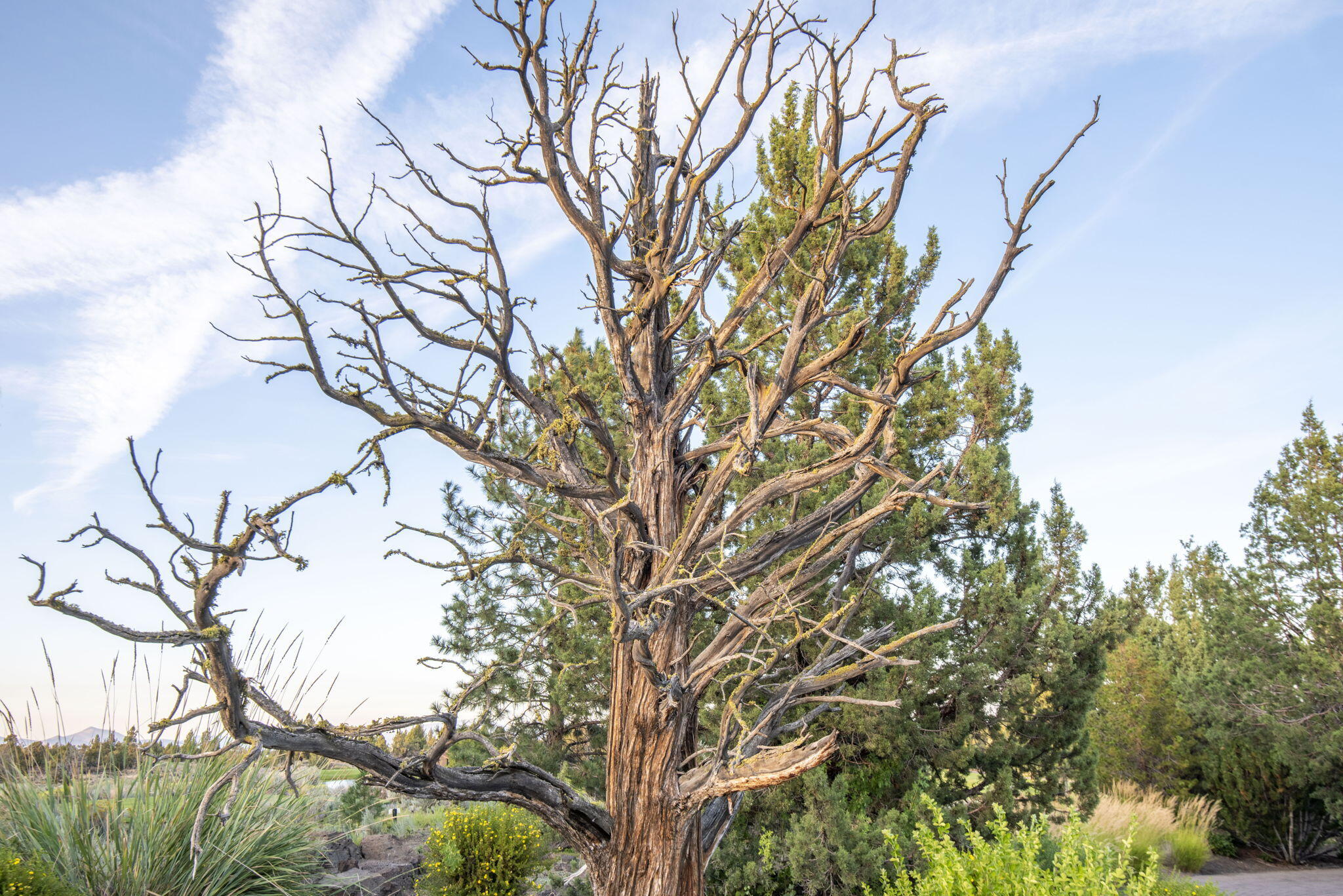 Pronghorn - Residential