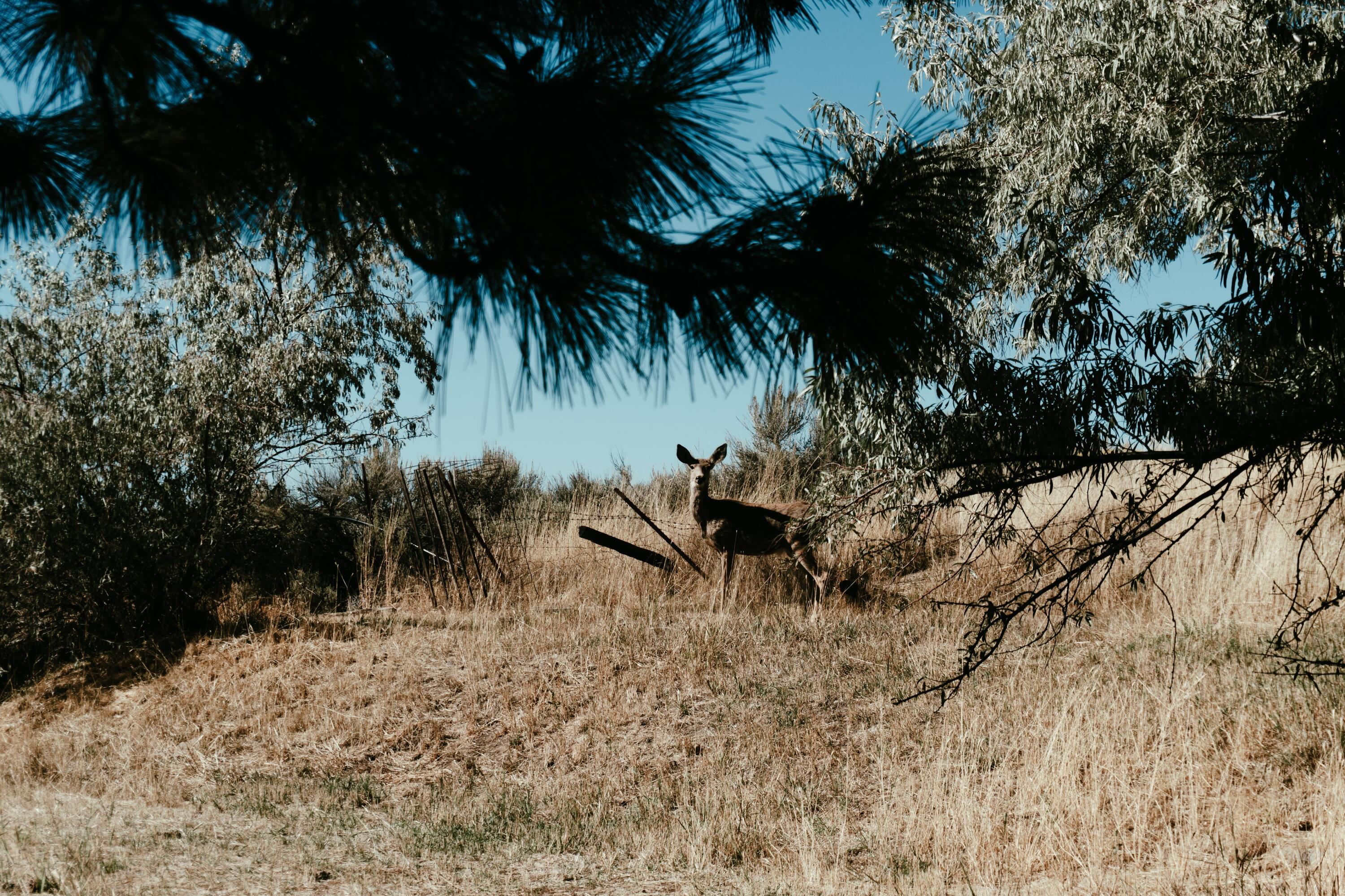 Lewis Tracts - Residential