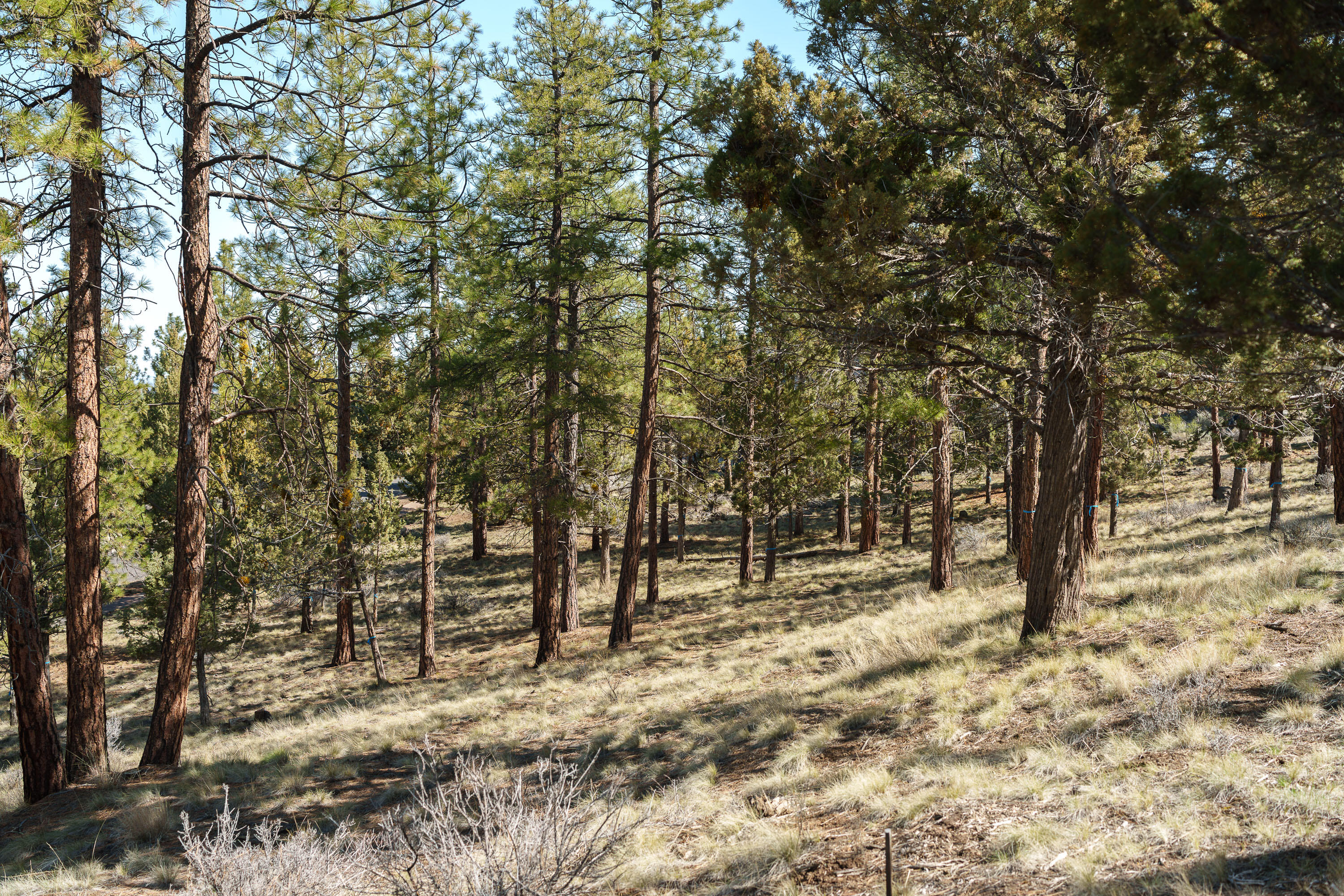 1784 NW Wild Rye Circle