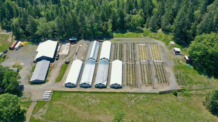 All the infrastructure needed for the Oregon recreational cannabis market on one property! This flat 13 ac holding has a giant power drop of 500 kva, 480amp 3 phase power, ground water irrigation rights from a well, 6-30x96 greenhouses set up for indoor production with lights & automated irrigation, & 8 greenhouses that are erected that need new skins. You can keep the current mature canopy configuration & grow as all indoor or change it to 40k sqft of dep, or mix & match to your own preference. New 5k sqft dry & handling building with big windows & 2 roll up doors that provide excellent natural light plus 3000 sqft building dedicated to office space, secure storage, trim & employee break room. The property also has a designated propagation building, the Mothership, for all your in house cloning needs to keep your farm in a perpetual grow cycle. Accompanying this fantastic facility is a 3 bed, 2 bath, 3k sqft farm home that is perfect for an owner operator or farm manager & farm hands