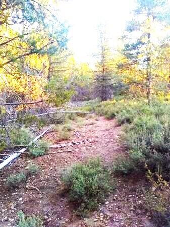 Mt. Scott Meadow - Land