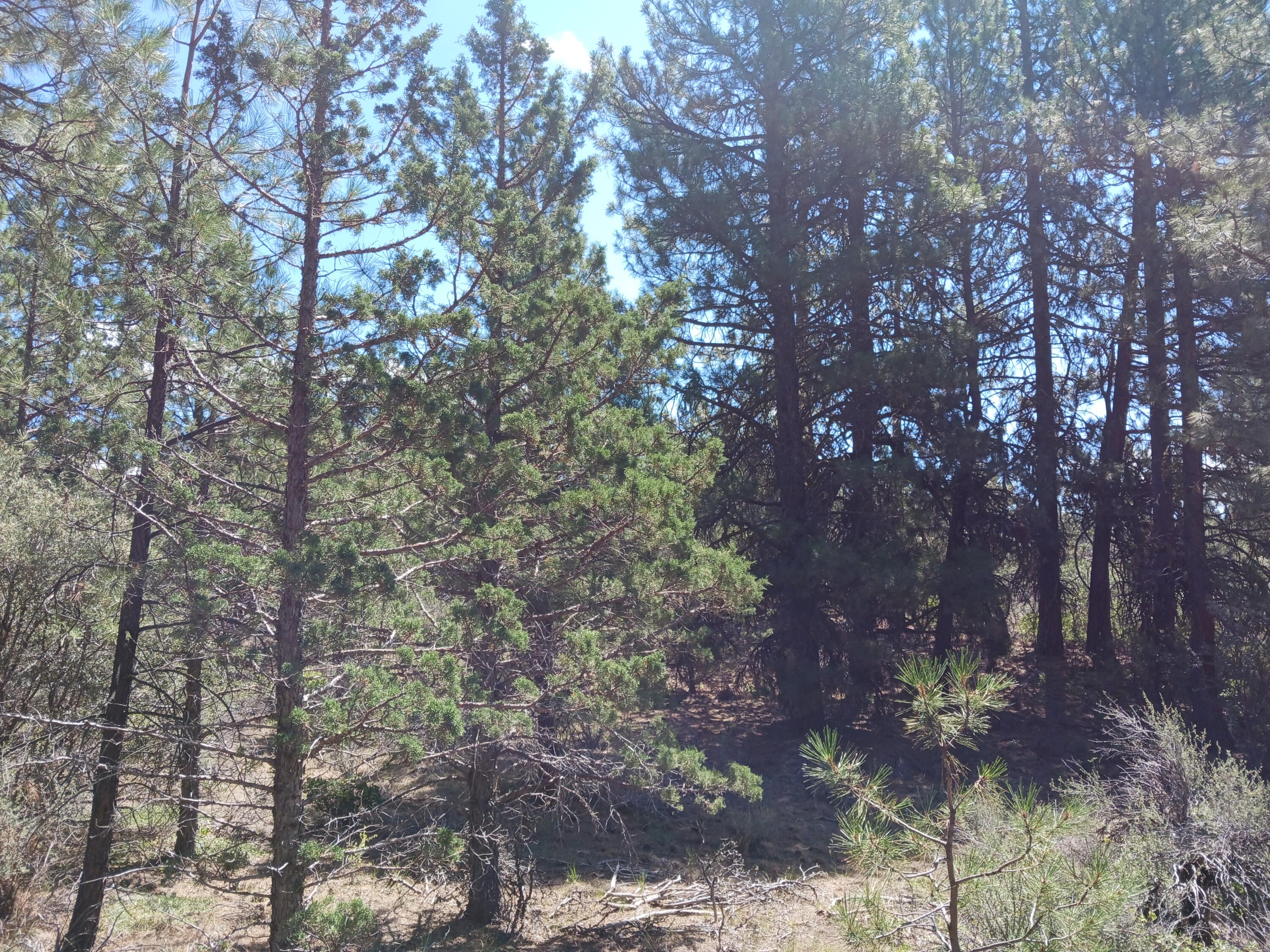 Klamath Falls Forest Estates Hwy 66 Unit Plat 4 - Land