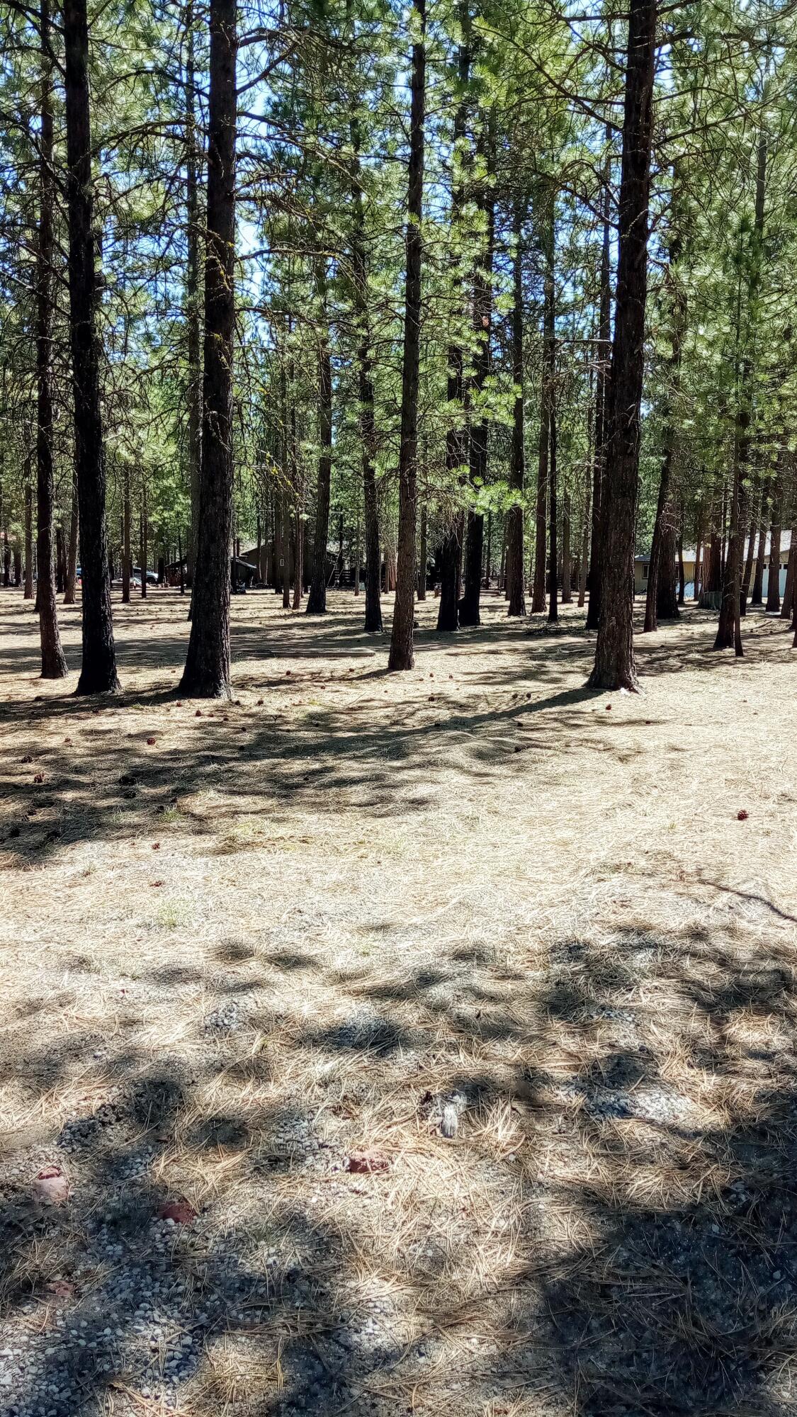 Ponderosa Pines - Land