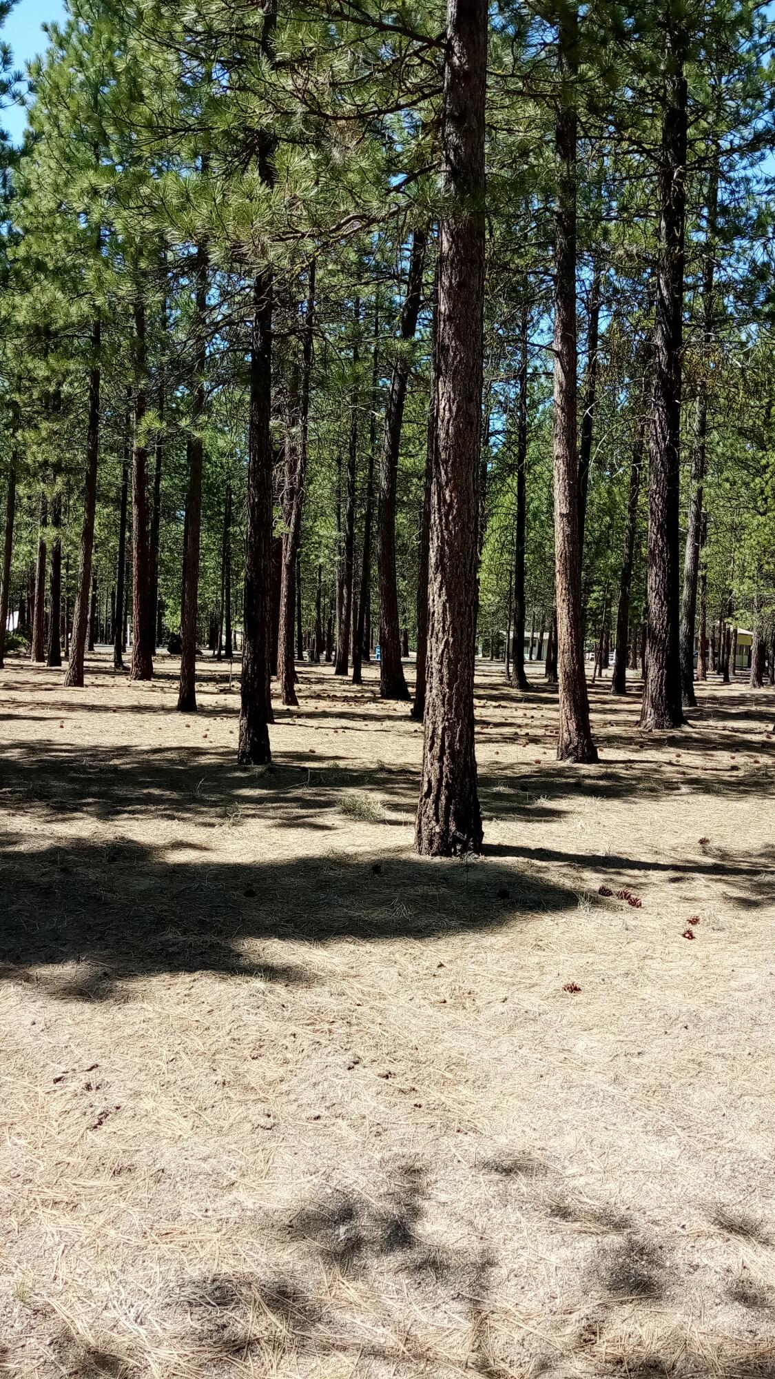 Ponderosa Pines - Land