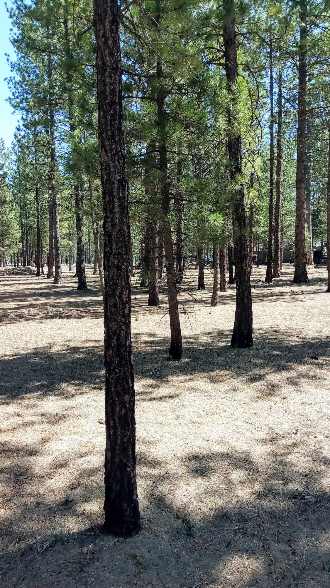 Ponderosa Pines - Land