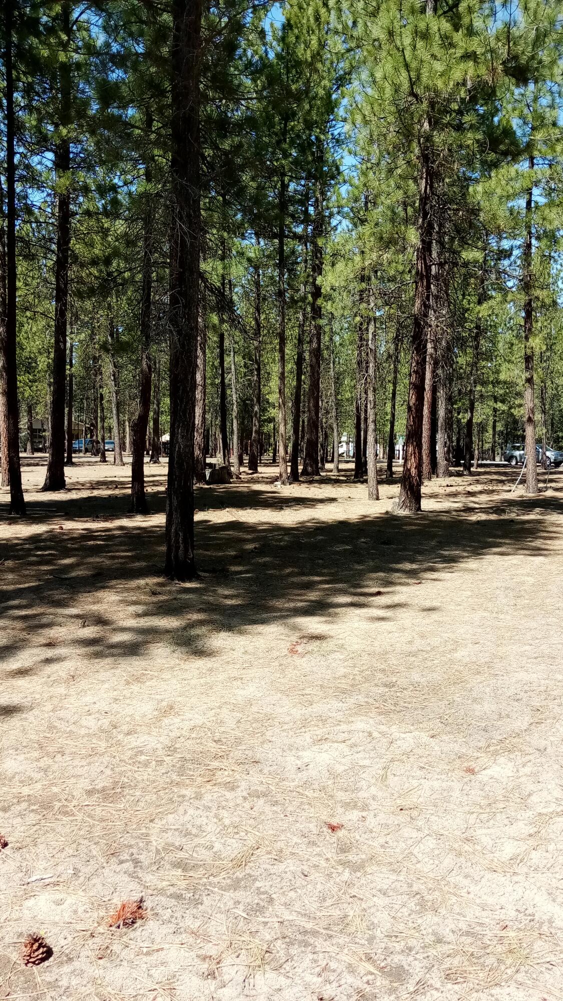 Ponderosa Pines - Land