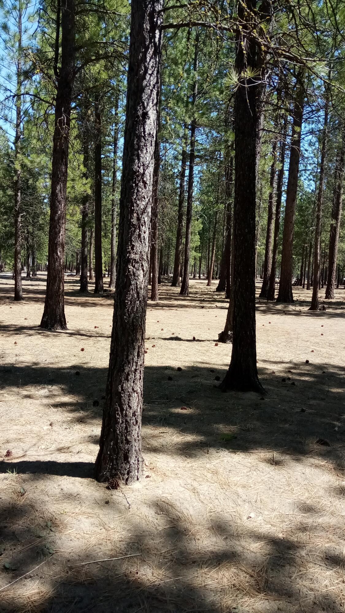Ponderosa Pines - Land