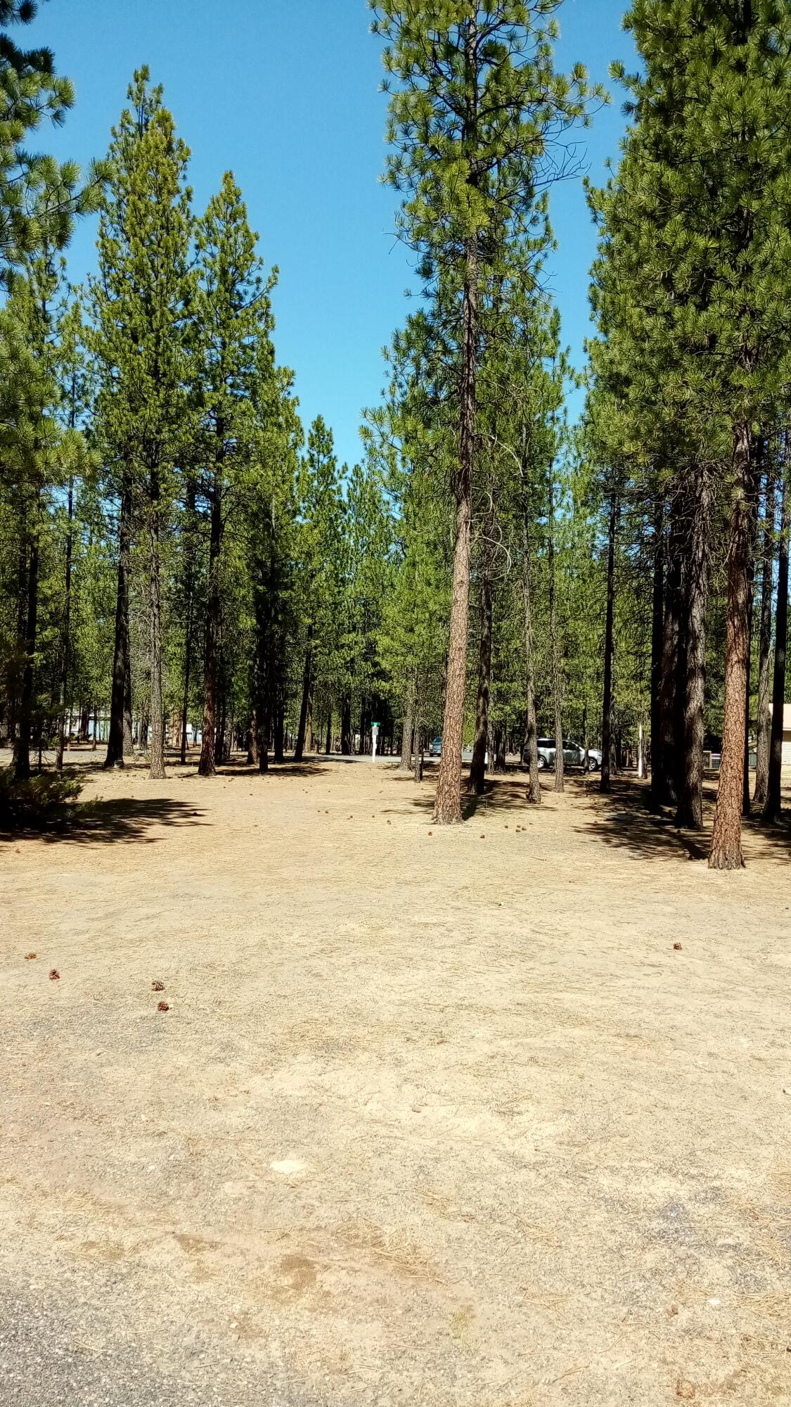 Ponderosa Pines - Land