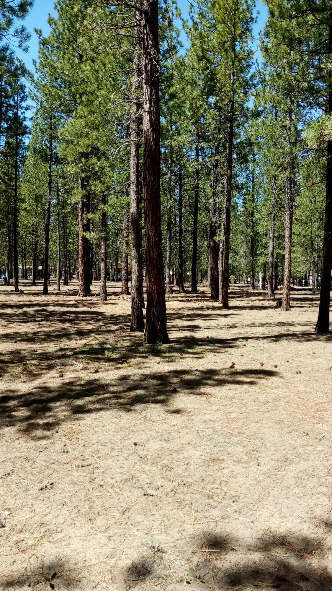 Ponderosa Pines - Land