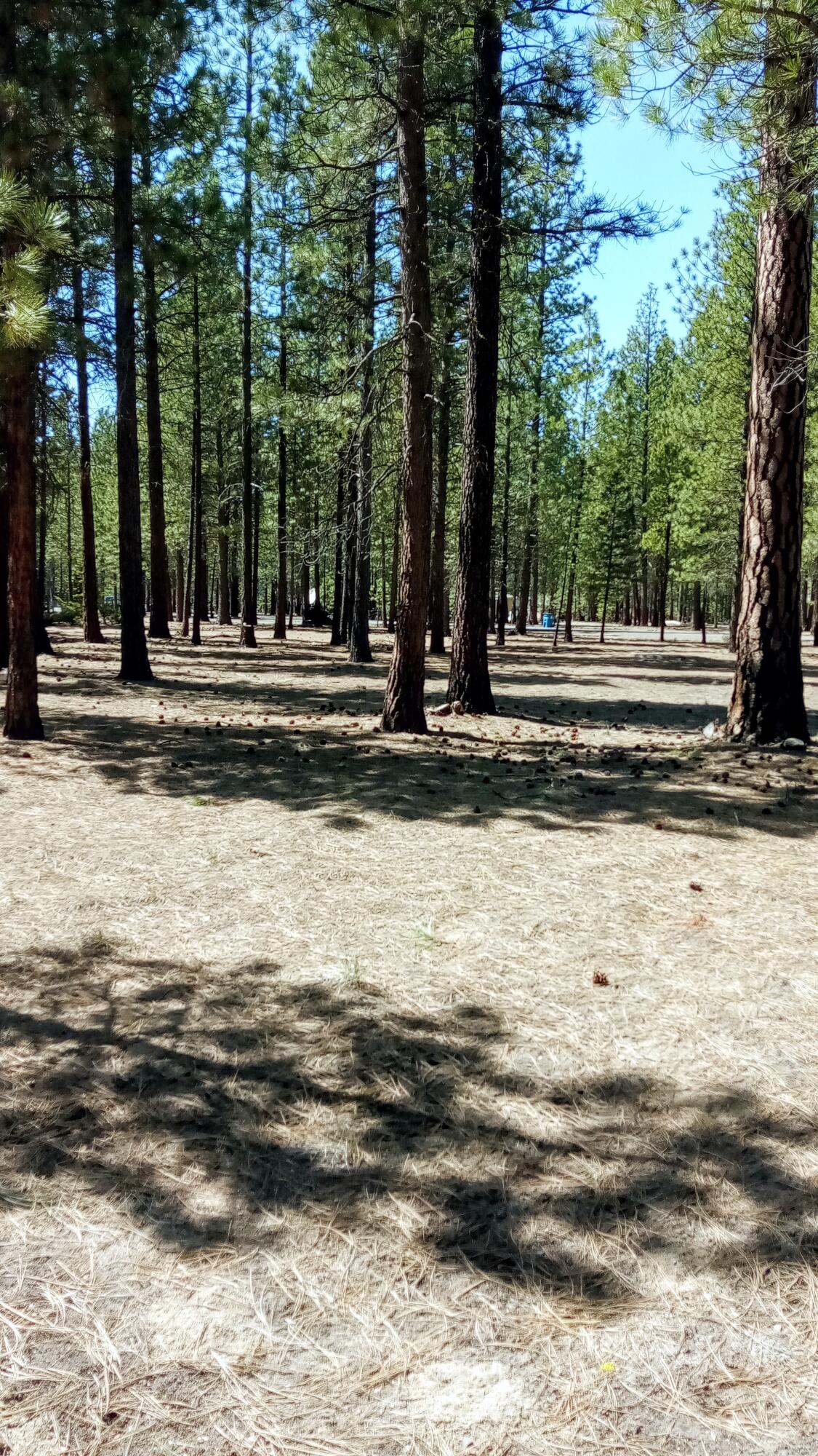 Ponderosa Pines - Land