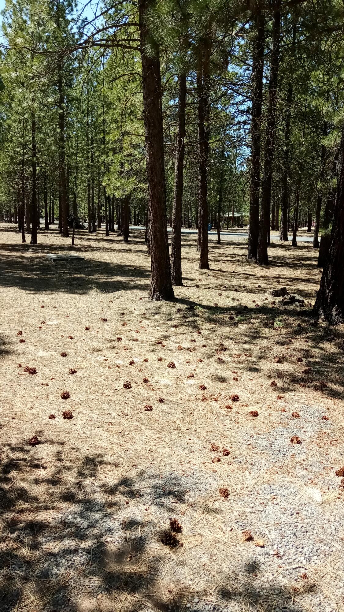 Ponderosa Pines - Land