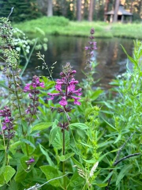 Tiny photo for 13759 SW Meadow View Drive, Camp Sherman, OR 97730 (MLS # 220216994)