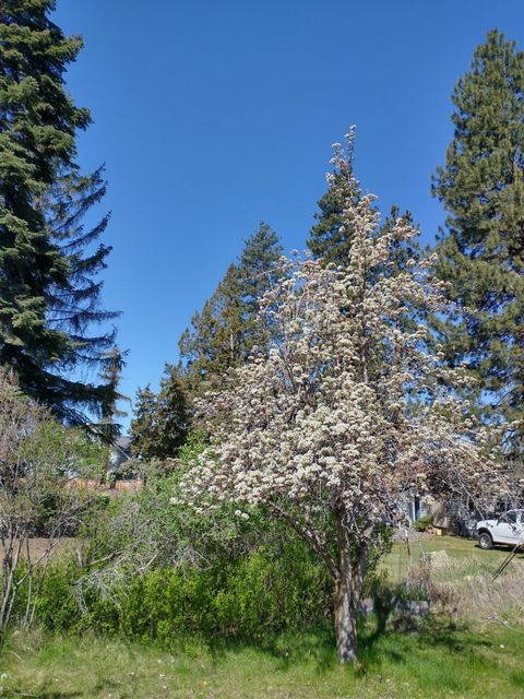 Tiny photo for 2323 NE 8th Street, Bend, OR 97701 (MLS # 220221314)