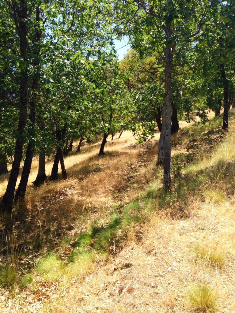 Falling Acorn Estates - Land