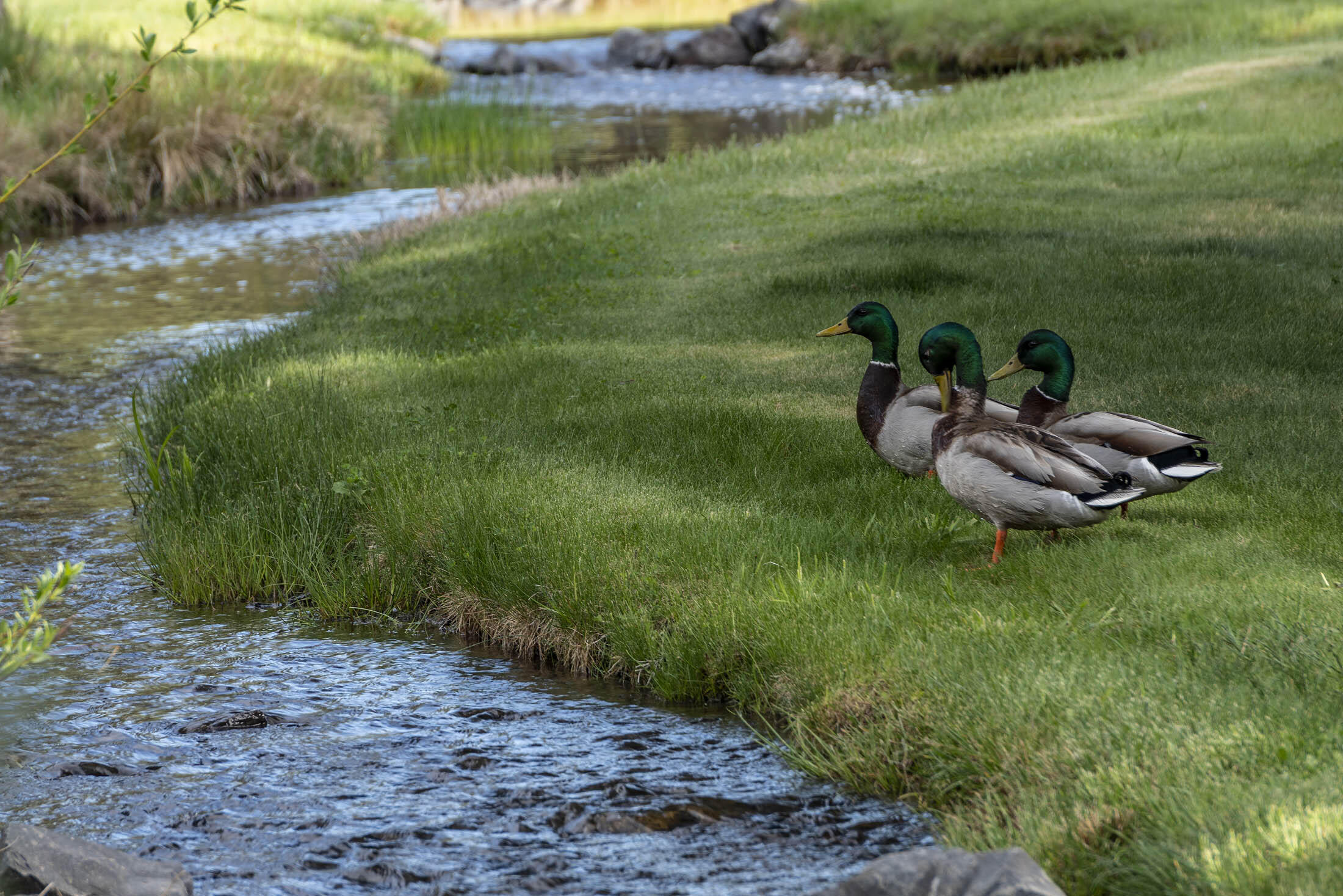 Ridge At Eagle Crest - Residential
