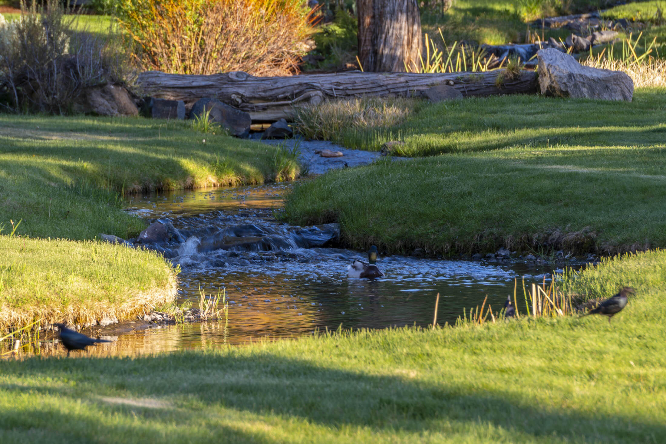 Ridge At Eagle Crest - Residential