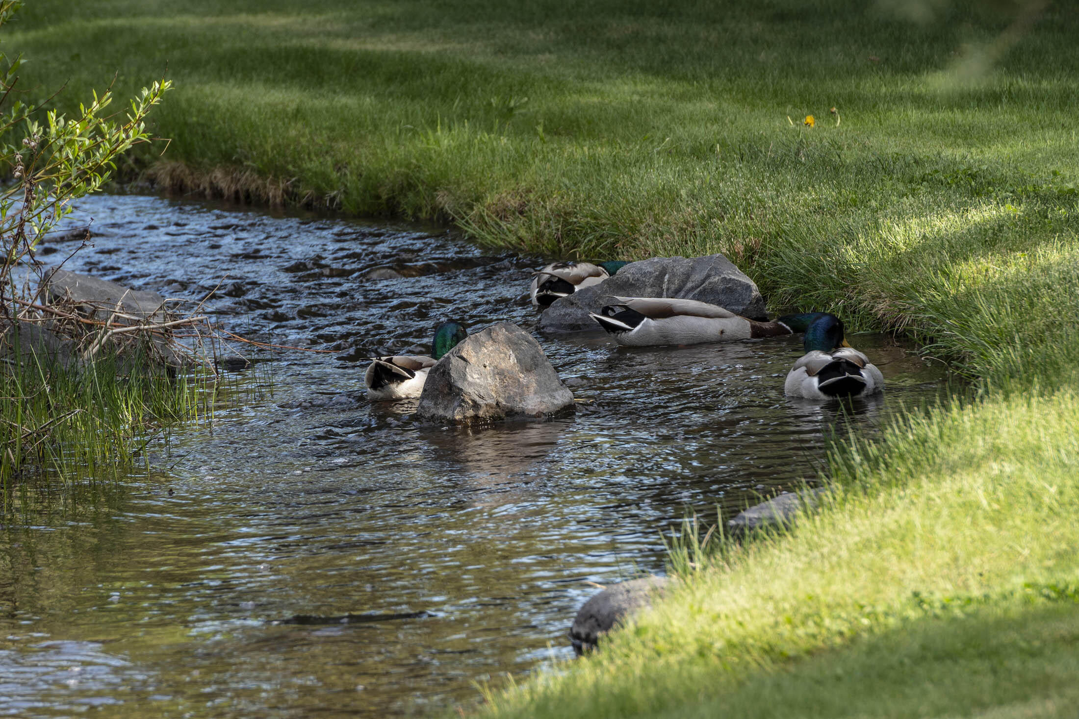 Ridge At Eagle Crest - Residential