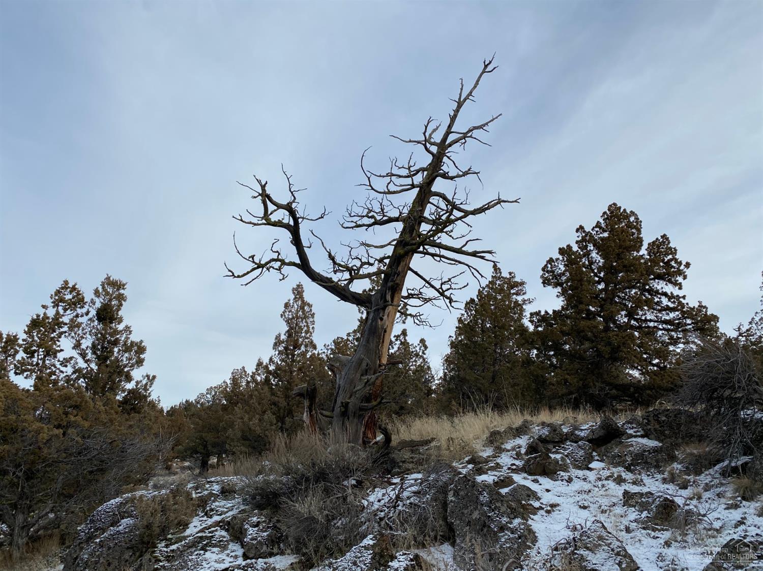 Whispering Pines - Land