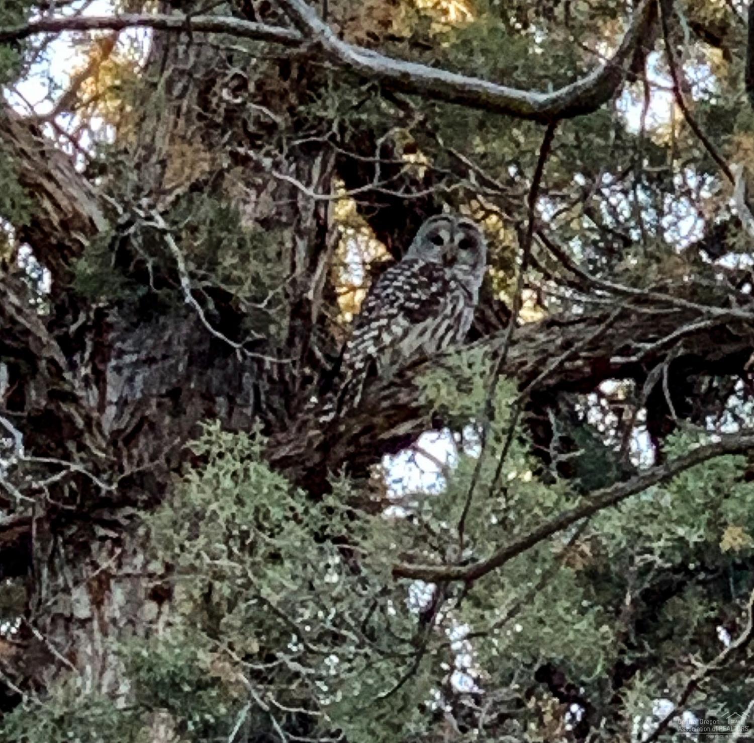 Whispering Pines - Land