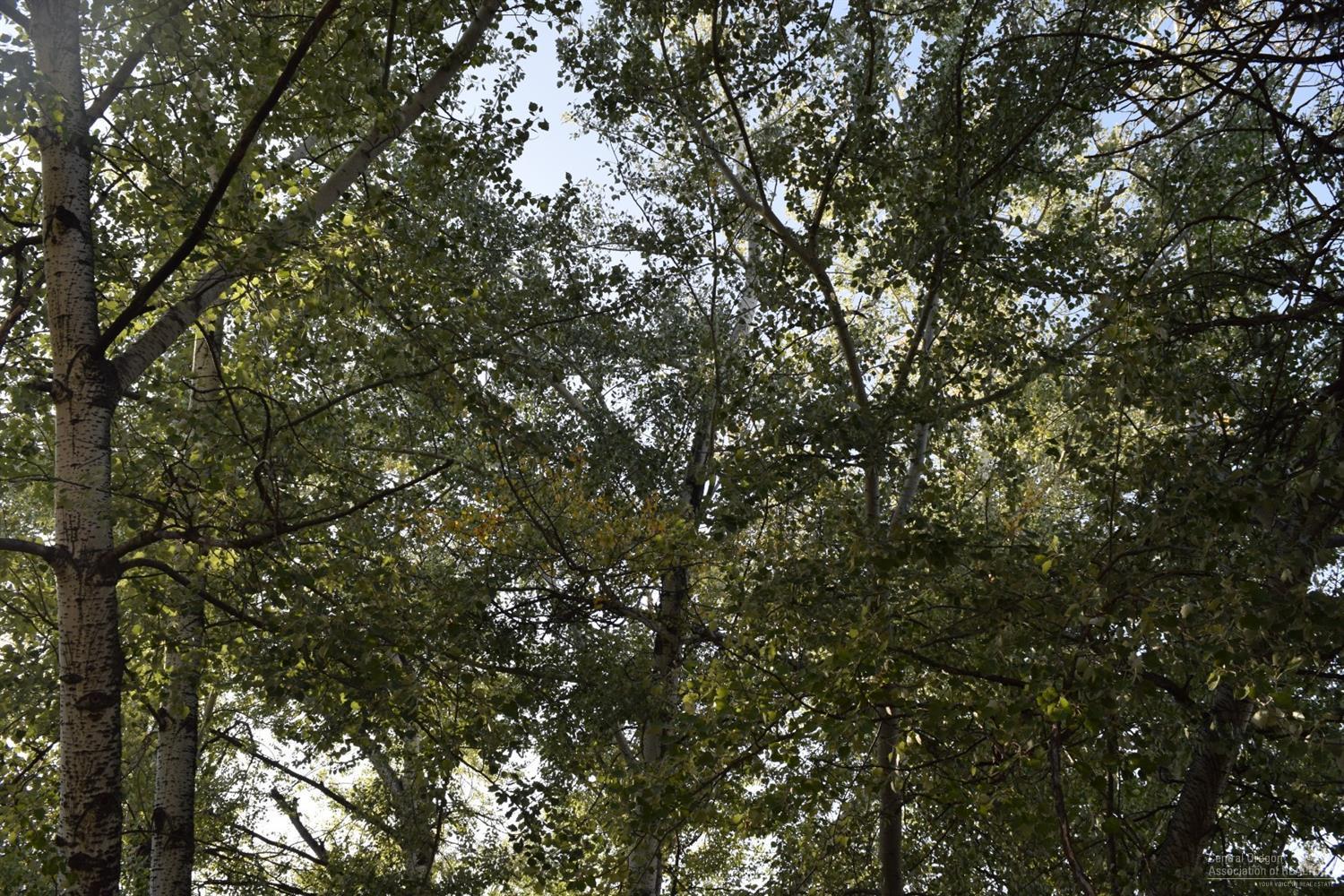 Whispering Pines - Land