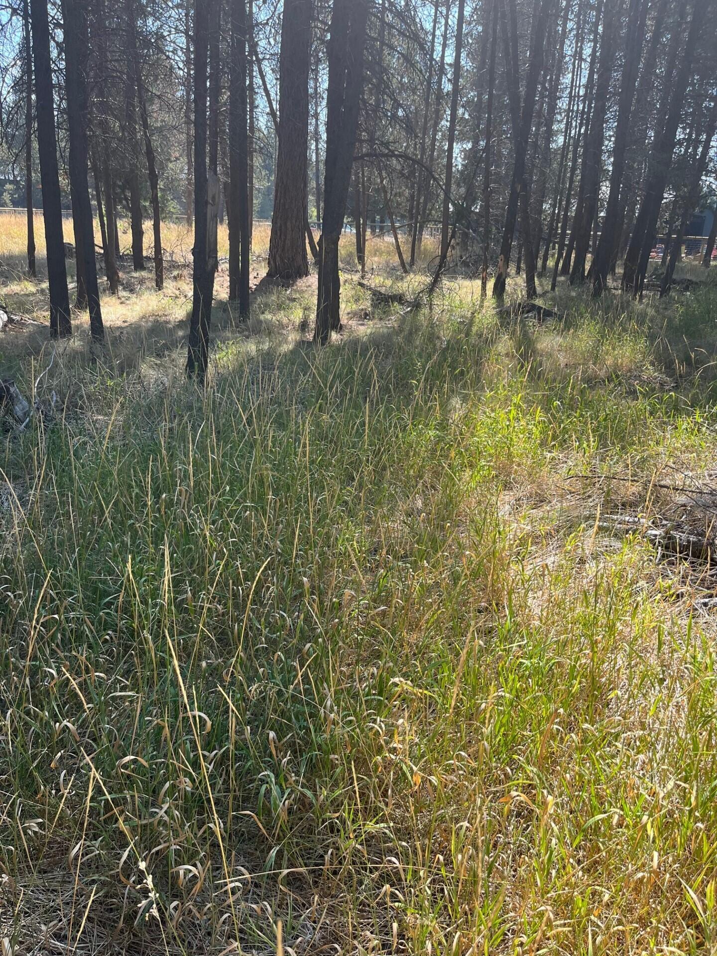 17123 Spring River Road 14