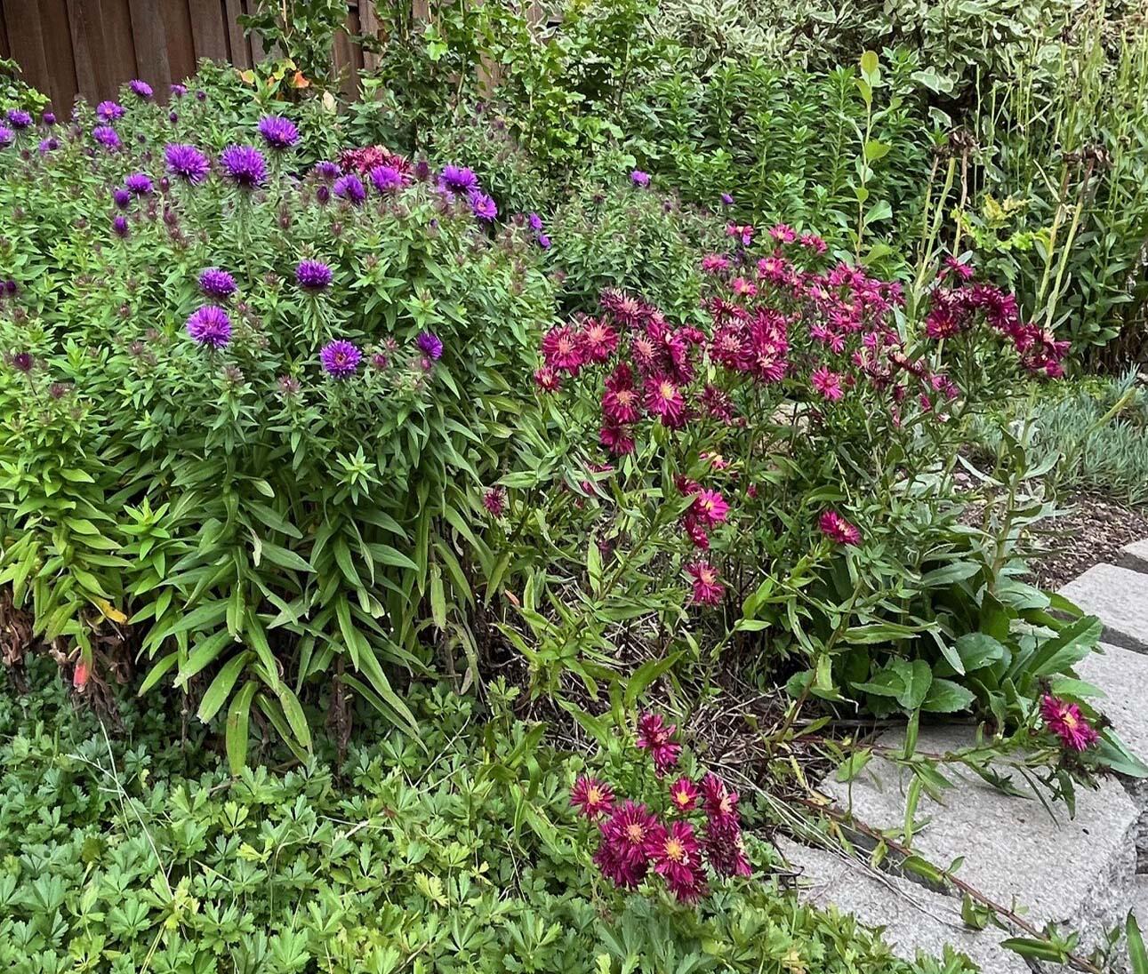 Mtn View Park - Residential