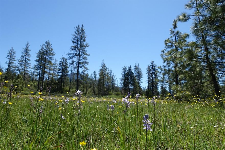Southern exposure! Beautiful flat sunny meadow with privacy from road, wildflowers and view of Hope Mountain. 6 GPM well installed 2005, septic approval for sand filter system. This would make a very nice homesite. Short distance through adjacent Blm land to East Fork Illinois River. Driveway for adjacent parcel passes through East side of this property, easement will be part of sale. Seller will carry with 1/3 down, to credit-worthy buyer.