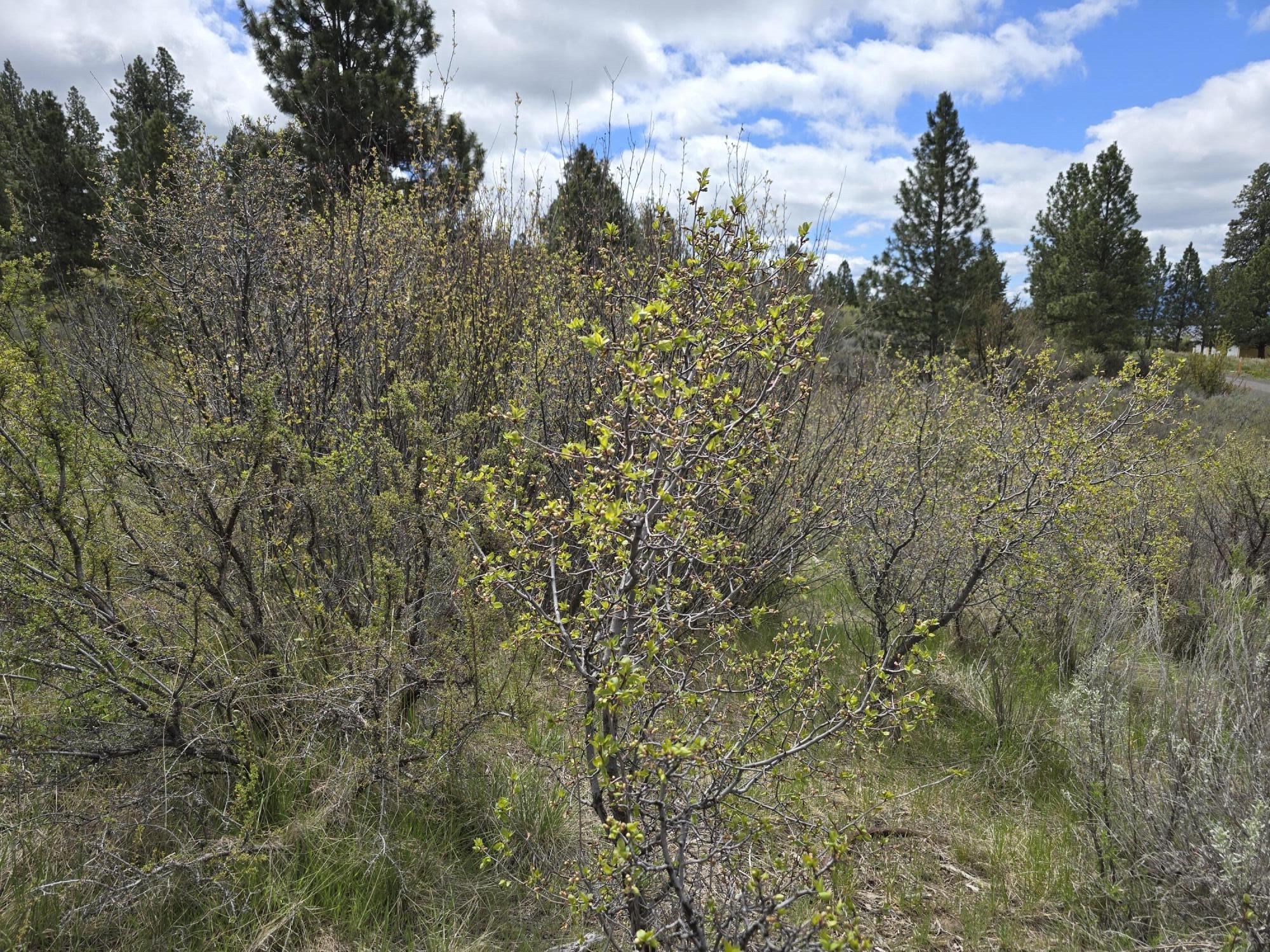 Oregon Shores -Unit 2-First Addition - Land