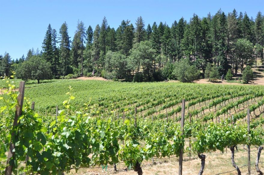 Deer Creek Vineyards consistently produces premium award-winning wines. Located in the Illinois Valley, Deer Creek's estate vineyards rest in Southern Oregon's Rogue Valley Appellation. With strong brand recognition the 40+ acre mature vineyard's current level of production stands at a sustainable 120+ tons, which translate to production potential of 8,000+ cases. With direct consumer wine sales from the well-loved tasting room, wholesale wine sales, event venue, & room for expansion, this vineyard estate is ideal as a family business or an addition to a corporate brand. The property is comprised of 134+/- acres, year round creek & spring-fed ponds, with vineyard & mountain views in every direction. The estate includes 3 homes, shop, tasting room, ,barrel storage, potential for spring-water business, separate 65 ac parcel w/ home, crk frontage, & timber.