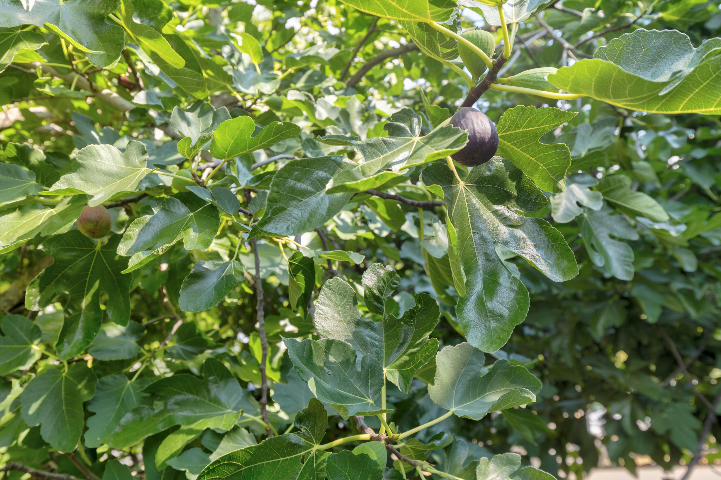 Nurnberger-carlton Subdivision - Residential