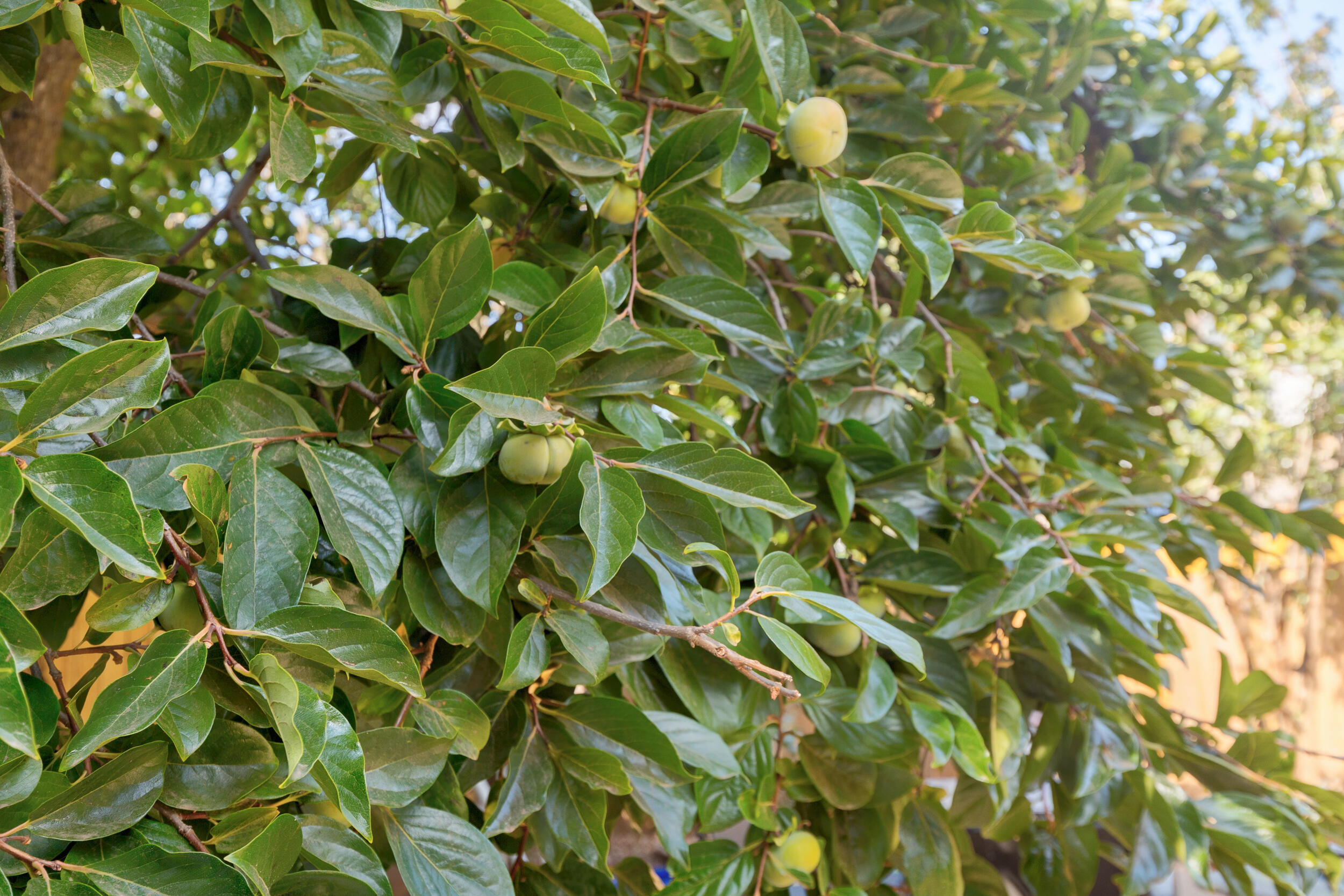 Nurnberger-carlton Subdivision - Residential