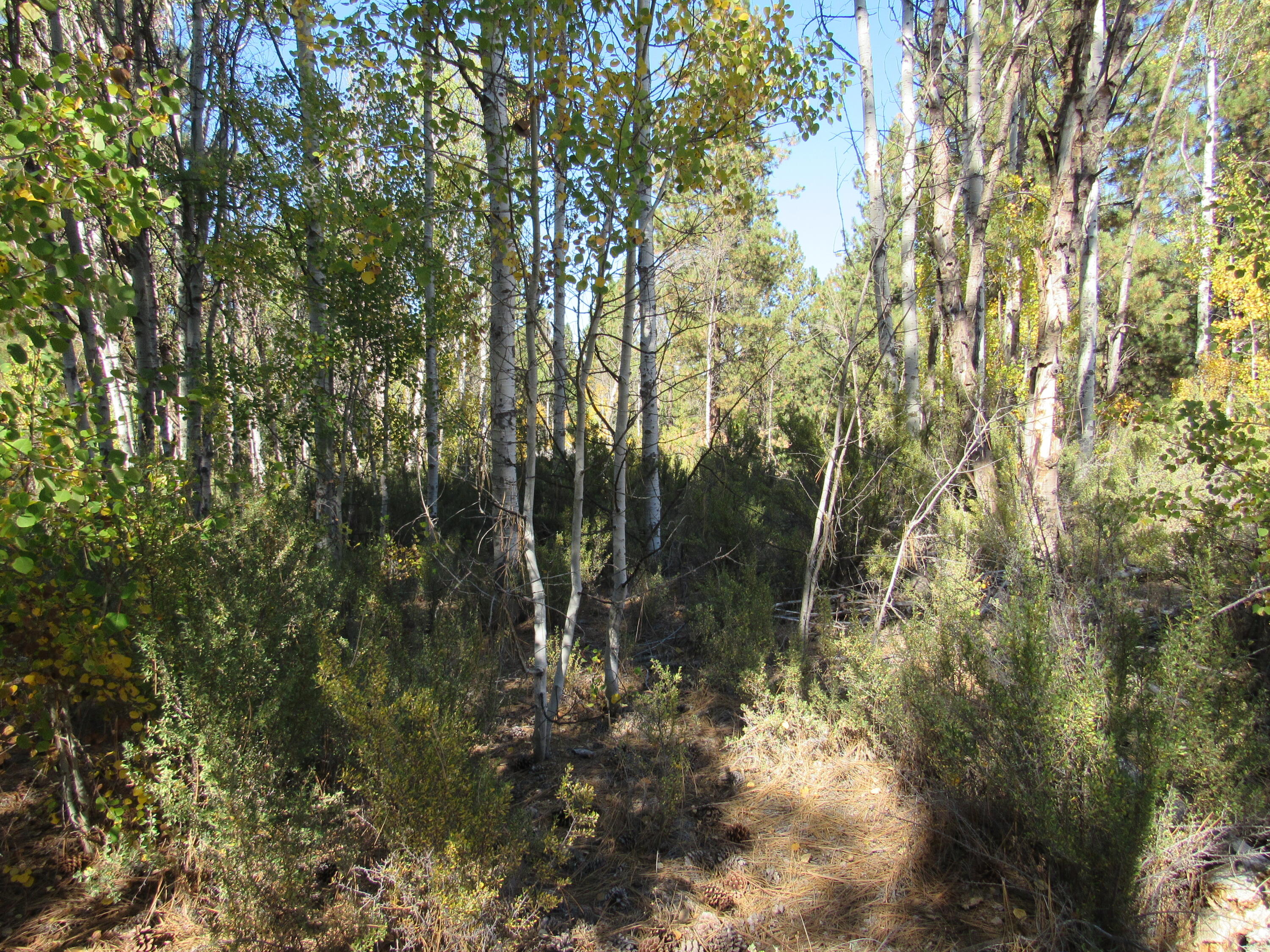 Pine Ridge Estates -Unit 1 - Land