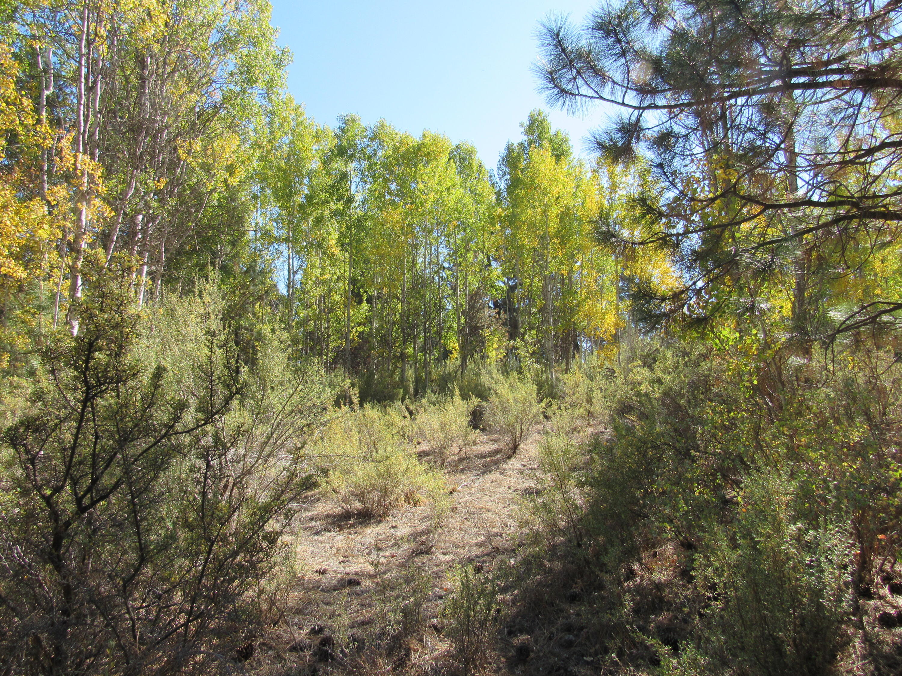 Pine Ridge Estates -Unit 1 - Land