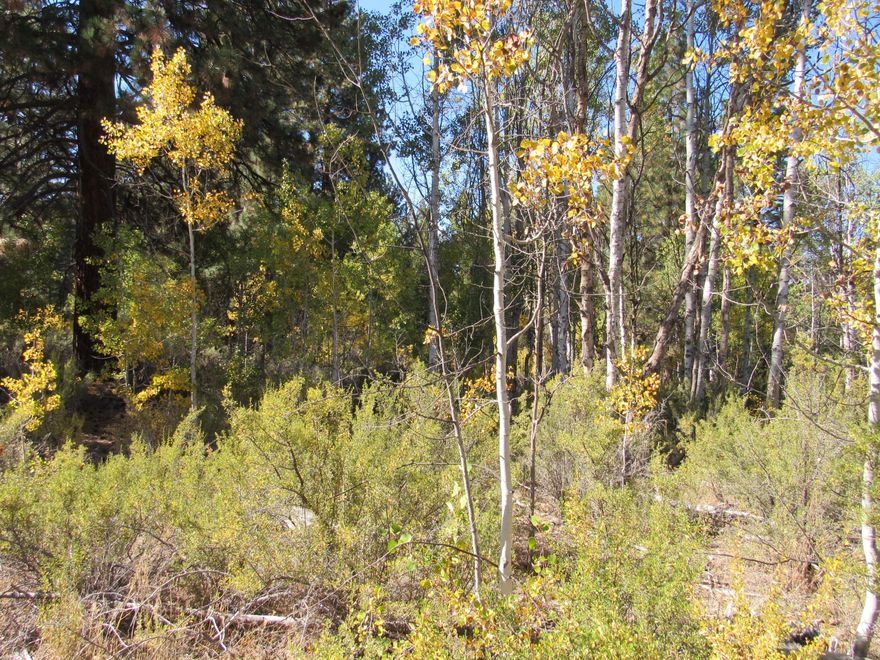 Great start on a buildable one + acre parcel of aspens and pines.   Already has a good start has a well with pump, septic system and a plug in for a generator.  A pad has also been made and a nice gravel driveway.   come check out the beautiful aspens in color. Do you like the Williamson River this parcel comes with an easment  to walk to the Williamson river