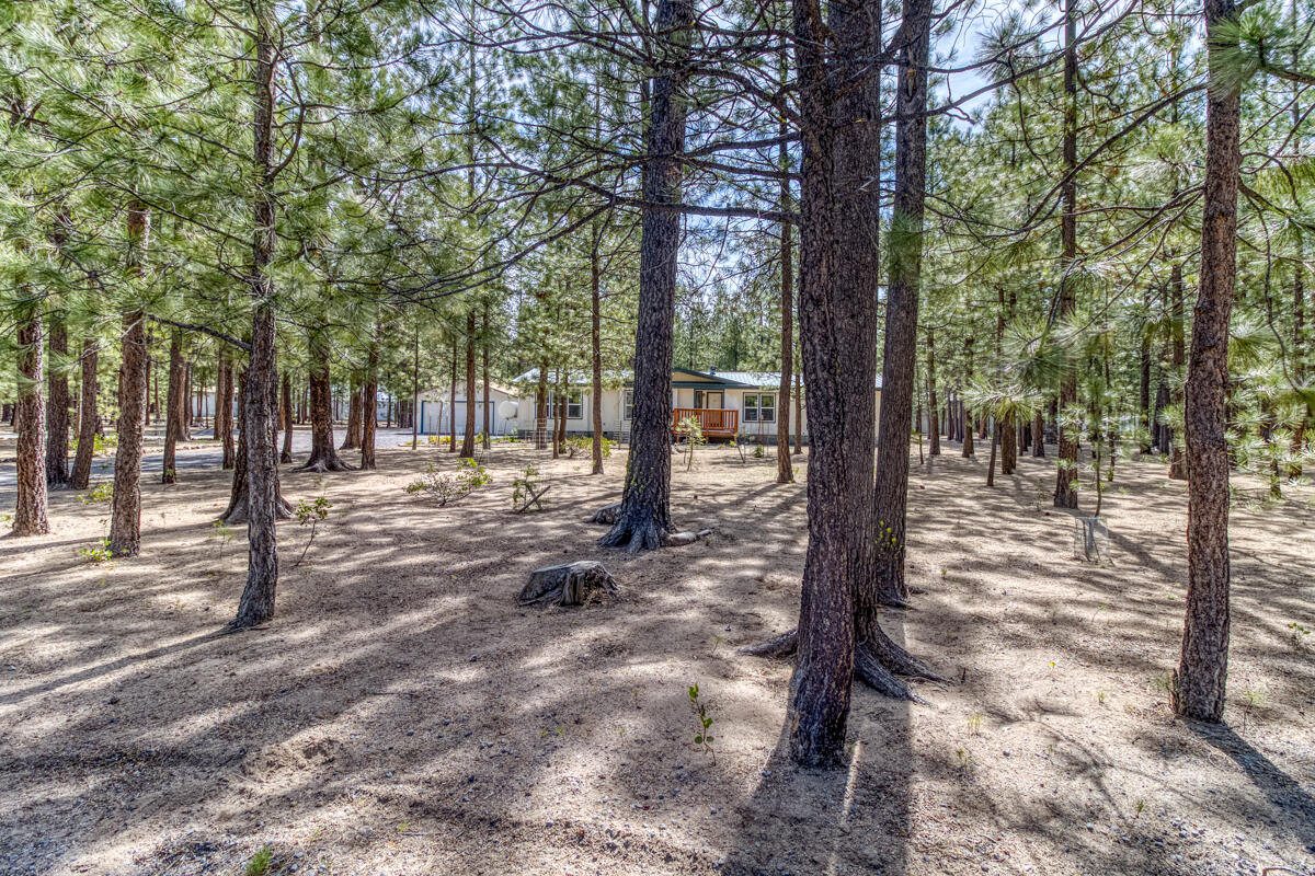 Ponderosa Pines - Residential