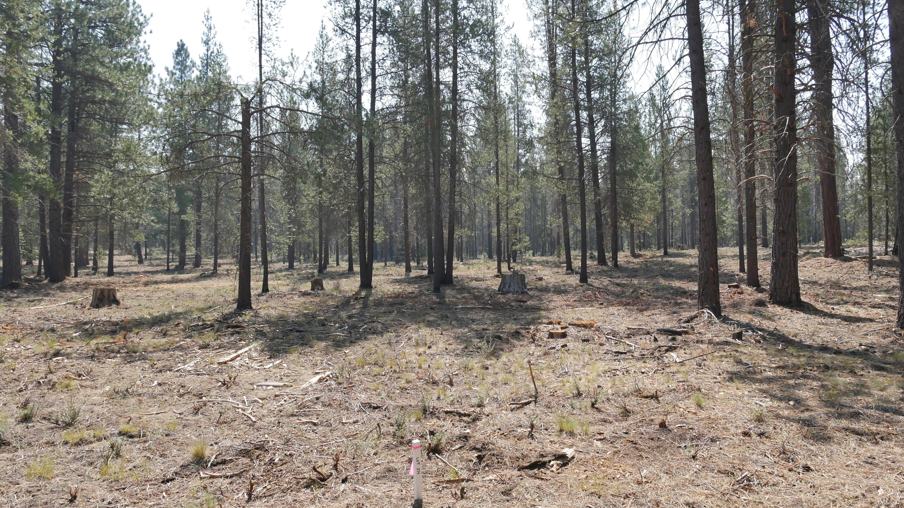 Caldera Springs - Land