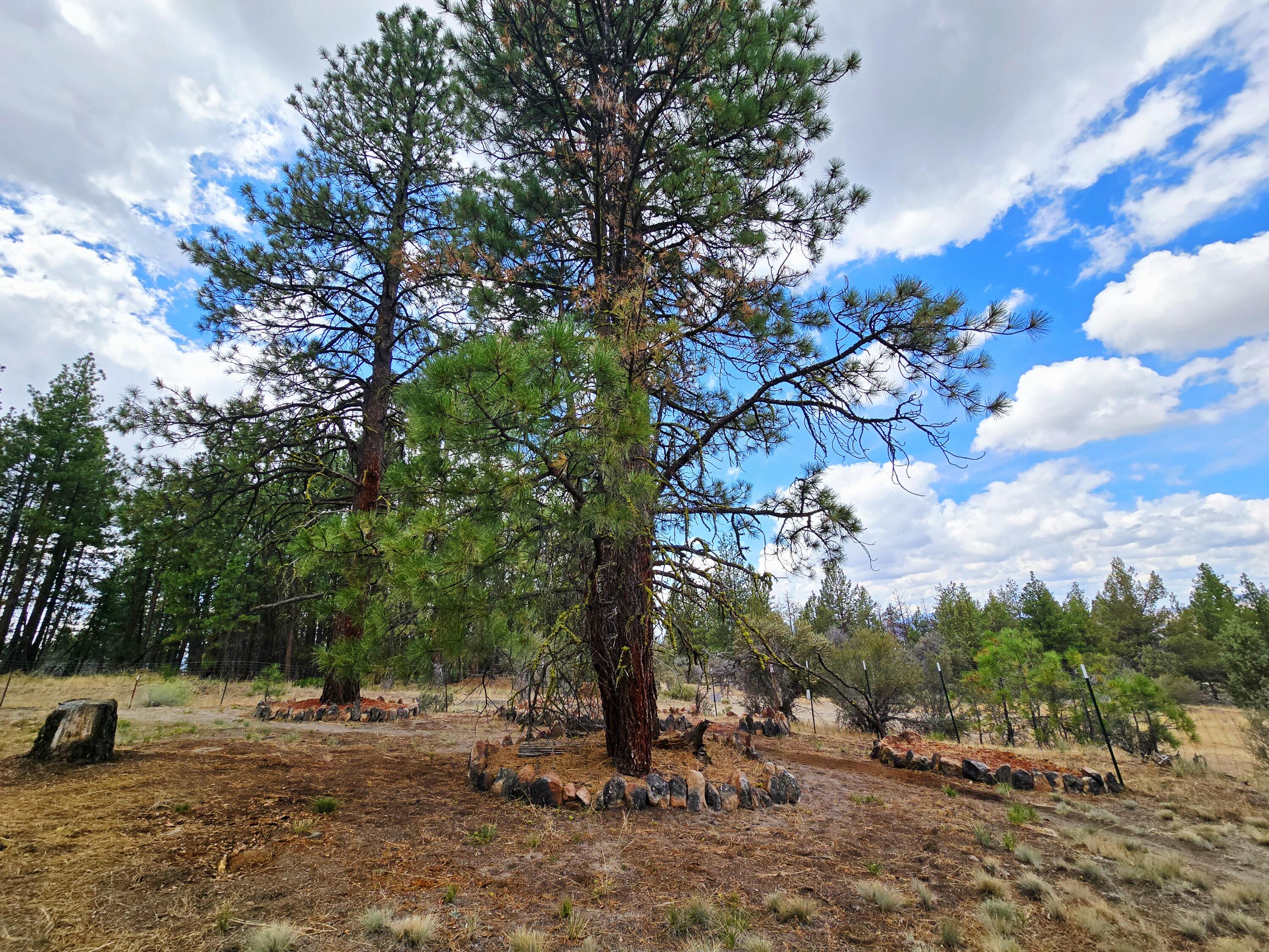 Ferguson Mountain Pines - Residential