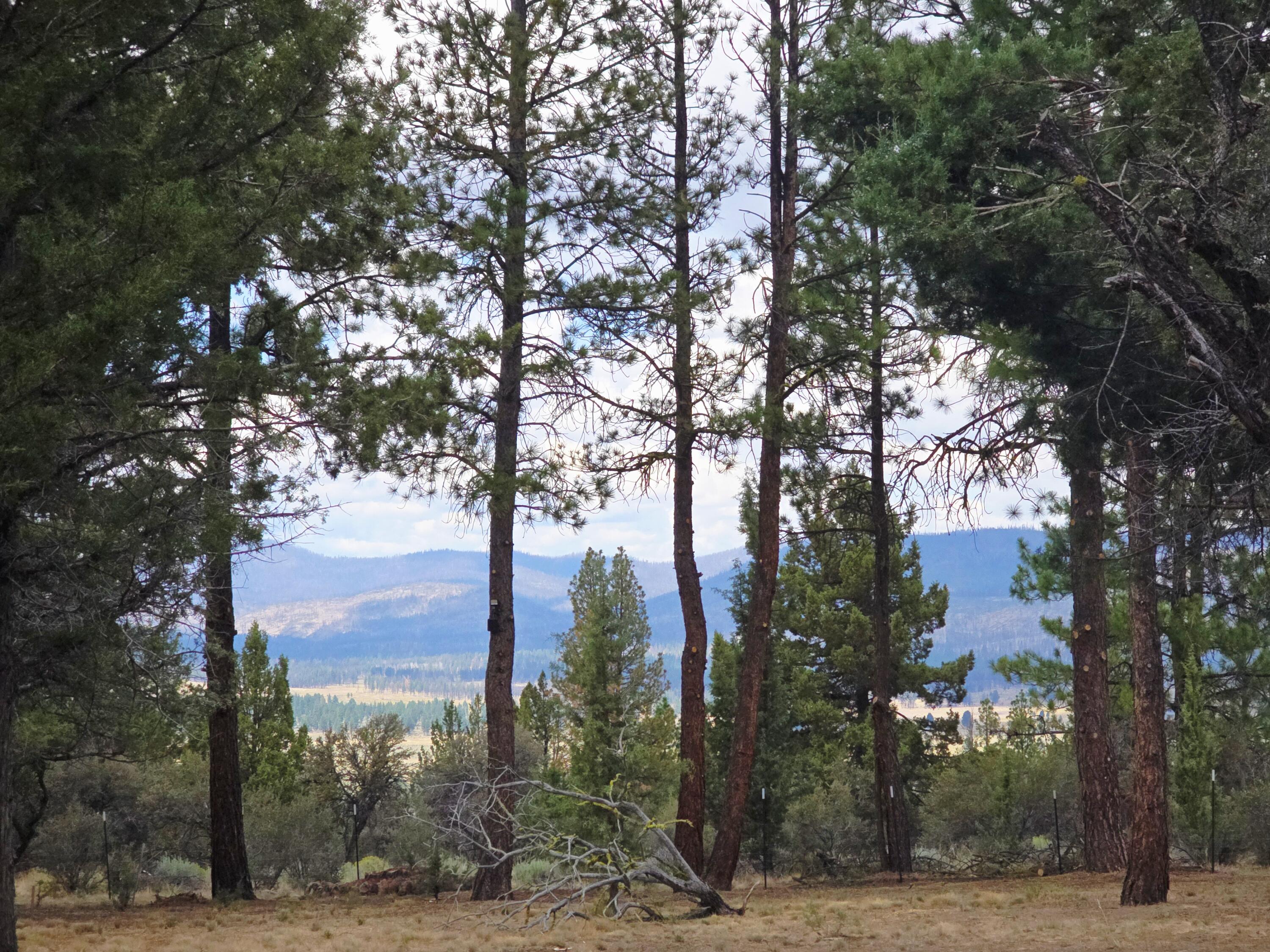 Ferguson Mountain Pines - Residential